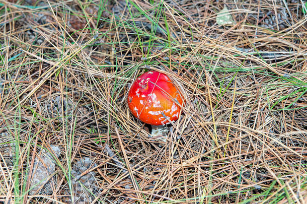 鹅膏菌。云杉针叶和球果中的红色蘑菇。