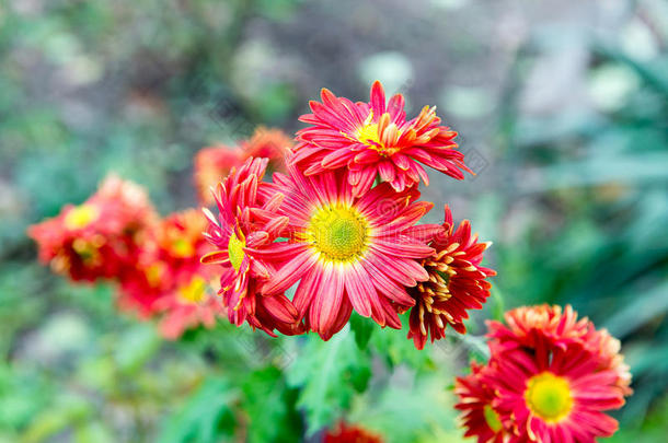 花，花菊，菊花壁纸，菊花在秋天，菊花一年生，菊花