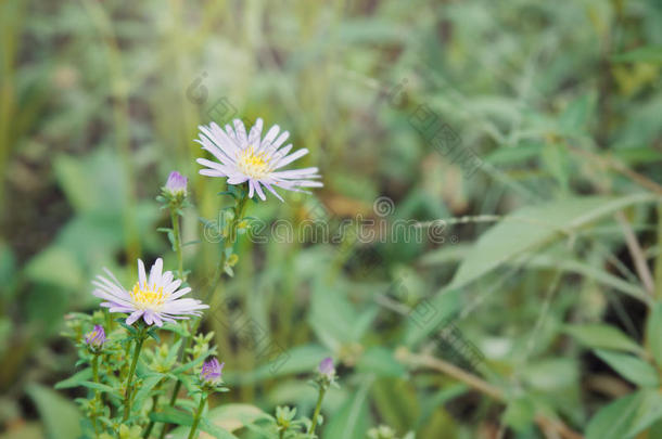 花园里美丽的雏菊花在花园里，非洲菊是婚礼装饰的美丽花朵