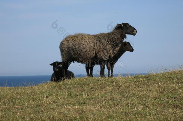 农业背景波罗的海黑<strong>色母</strong>羊