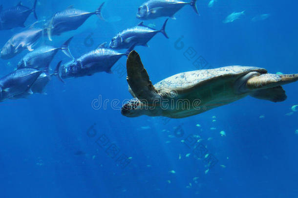 水族馆水生的亚特兰大背景蓝色