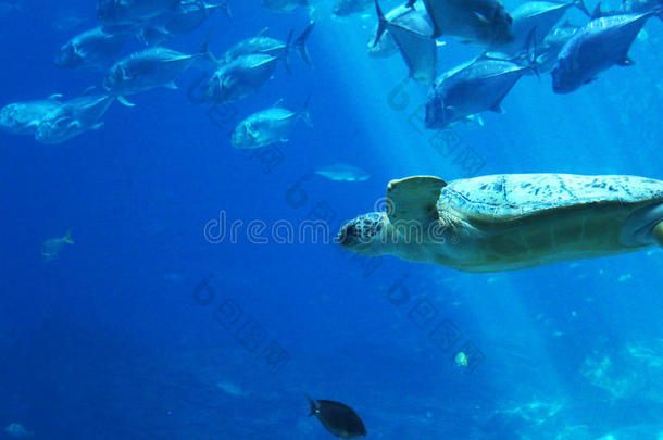 水族馆水生的亚特兰大背景蓝色