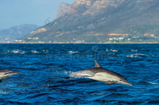 海豚，在海洋中游泳和捕鱼。 跳跃的海豚从水里上来。 长喙的普通海豚sc