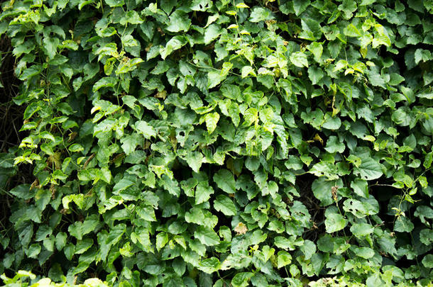折页绿色树叶自然的帕雷德