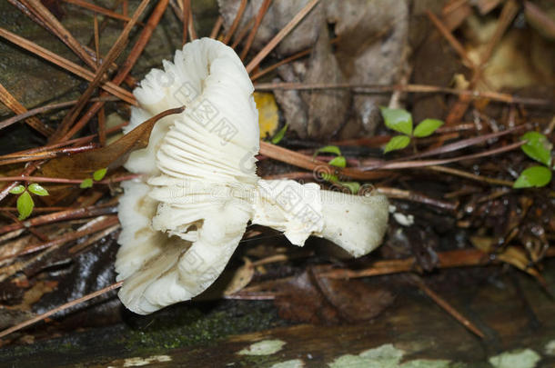 阿拉巴马州美国植物学的县植物区系