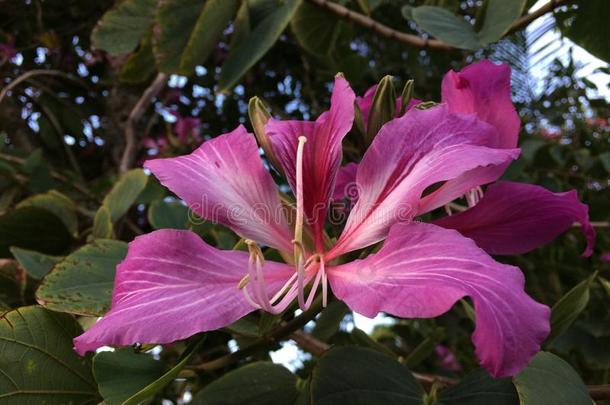 紫荆花，香港兰花在夏威夷考艾岛的哈纳莱开花。