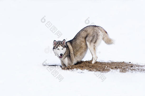 狗在雪地里挖洞