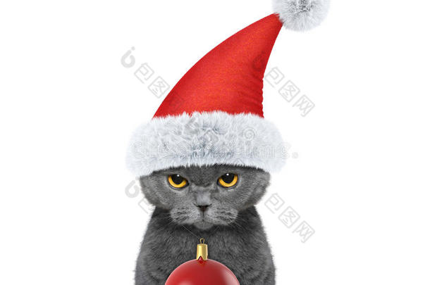 戴着圣诞舞会的圣诞老人帽子的可爱猫