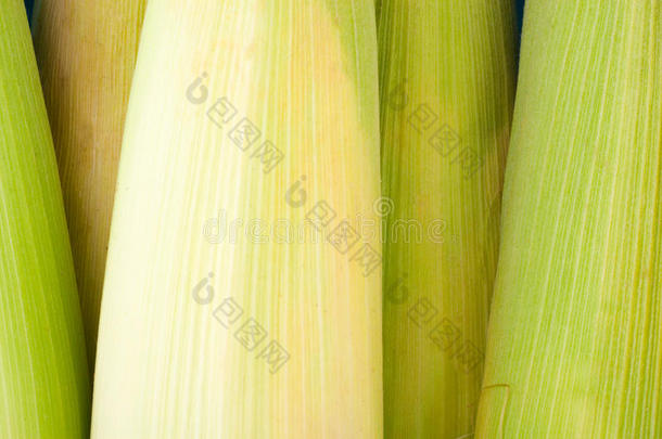 甜玉米在白底玉米蔬菜上的甜玉米穗或成熟玉米粒