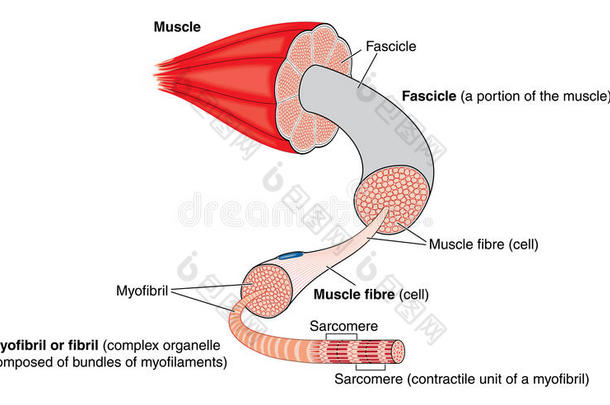 肌肉的解剖
