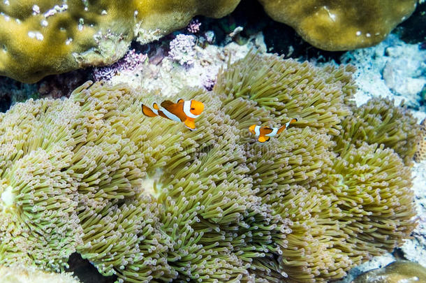 躲在珊瑚里的小丑<strong>鱼</strong>
