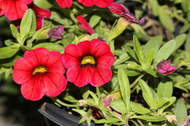 calibrachoa‘迷你著名紧凑红’、迷你矮牵牛花