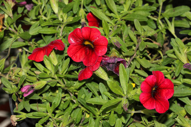 calibrachoa‘<strong>迷你</strong>著名紧凑红’、<strong>迷你</strong>矮牵牛花