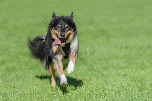 牧羊犬奔跑