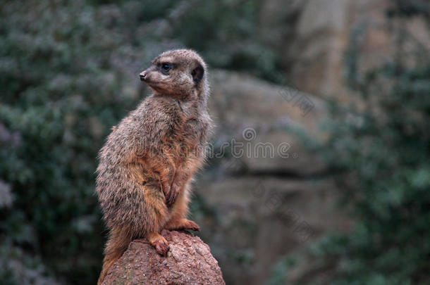 有趣的<strong>小动物</strong>坐在石头上的<strong>动物园</strong>在莱比锡，德国。 2013年1月5日