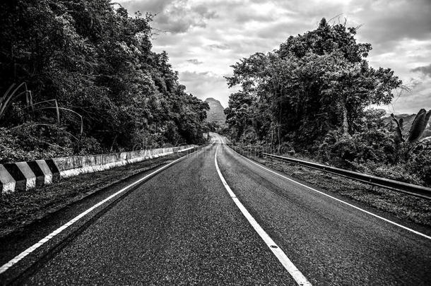 热带雨林沥青路的黑白照片