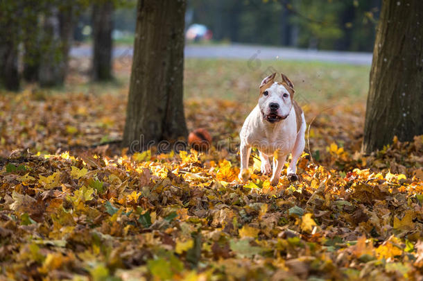 美国斗牛犬正在秋天的地面上奔跑。 试着接球。