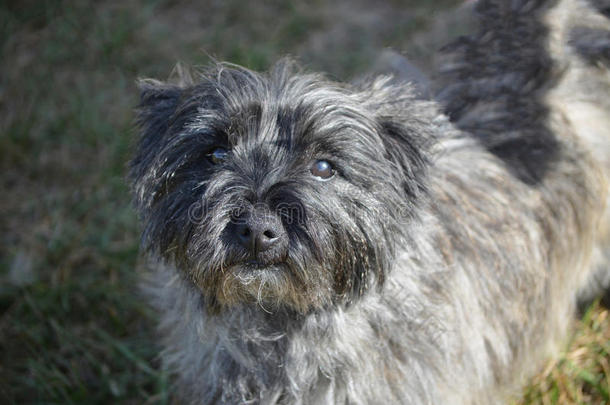 漂亮的凯恩猎犬长着一张大大的脸