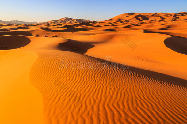 五颜六色的傍晚阳光照耀在麦角的沙丘上