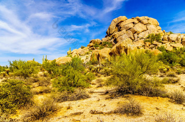 沙漠景观与大岩石形成和Cholla和Saguaro仙人掌