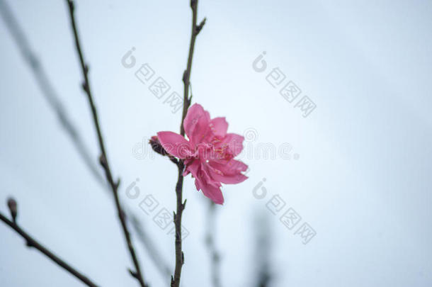 春天的花朵。 春天梅花盛开，