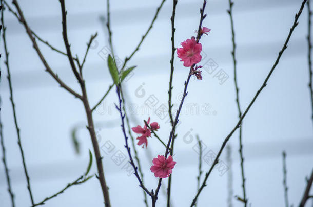 春天的花朵。 春天梅花盛开，