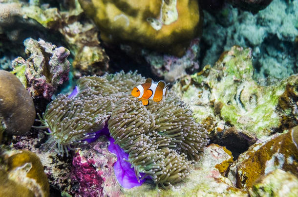 小丑鱼在珊瑚礁里游泳