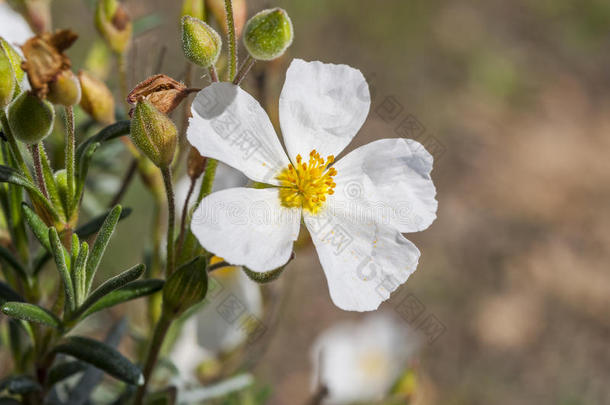 月见草花