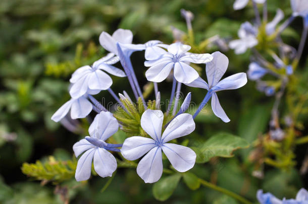 蓝色茉莉花的一小枝，有花和芽。