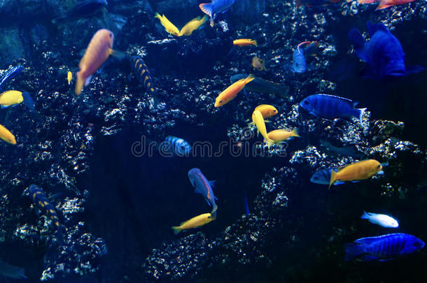 美丽的水下世界与热带鱼