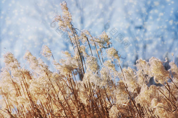 旱草花卉植物在雪中，草甸冬季背景