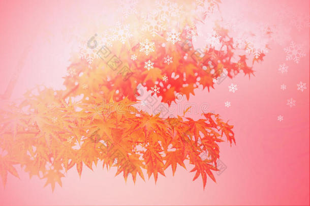 抽象的秋叶冬季场景，红色枫树的剪影与红色背景上的雪花。