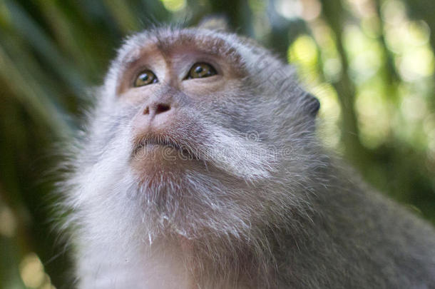 巴厘岛眼睛森林丛林猕猴