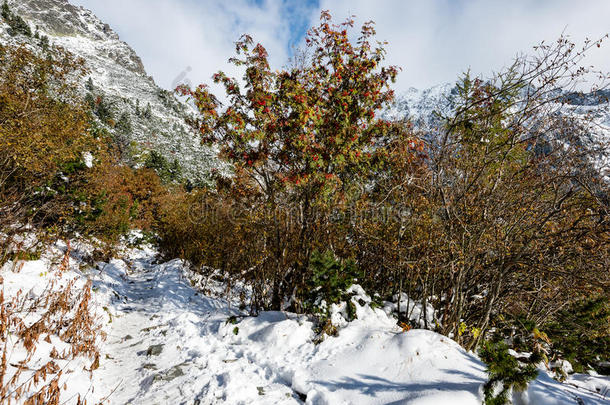 冬雪中的树木