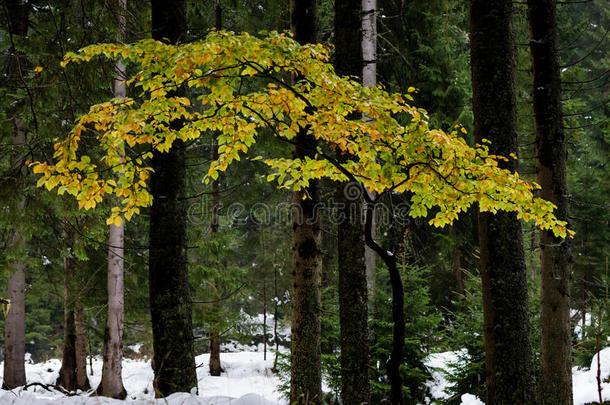 冬雪中的树木