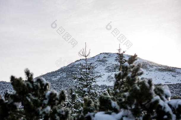 冬雪中的树木