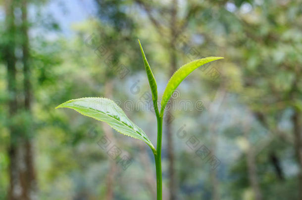 普洱茶背景分支关闭特写镜头