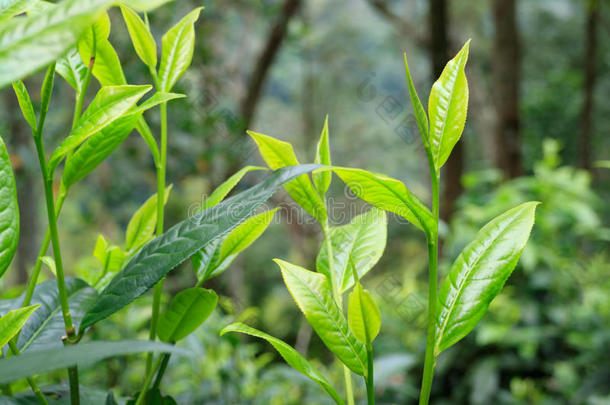 普洱茶背景分支关闭特写镜头