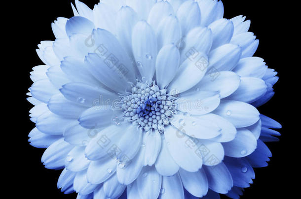 蓝光蓝花金盏花，花瓣蓝色带露，黑色孤立的背景与路径。 没有阴影。 希穆