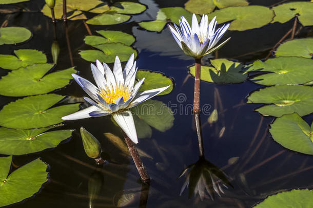 池塘里的花白色莲花