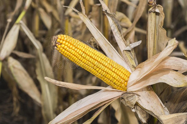 田里的玉米芯。 收获前秋天玉米的耳朵。 农业概念。