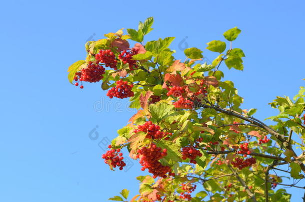 五福花科秋天背景浆果蓝色