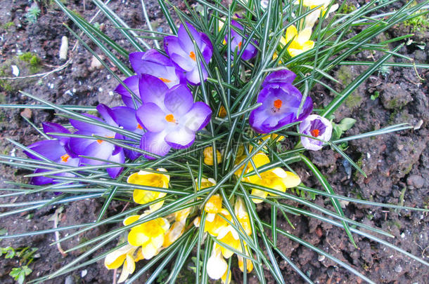 白色地面上的灌木紫罗兰花。 春天的花坛。