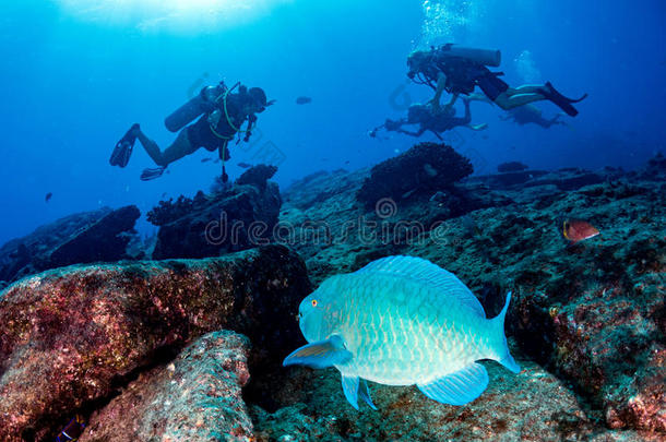 潜水潜水员曼塔自然海洋