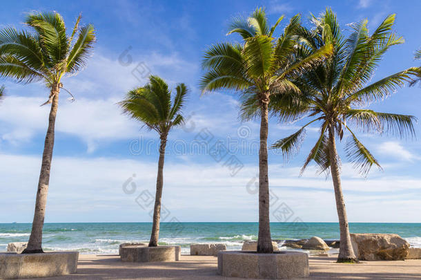 海滩上的<strong>椰树</strong>