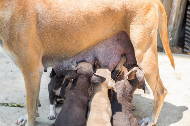 动物亚洲宝贝比利时的母乳喂养