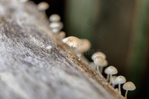 <strong>真菌</strong>，<strong>真菌</strong>，蘑菇小，生长在木材上