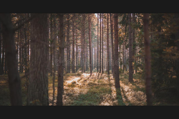 独自在森林里