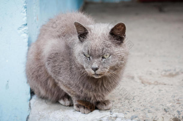 坐在人行道上的灰色条纹<strong>猫</strong>的<strong>表情</strong>。