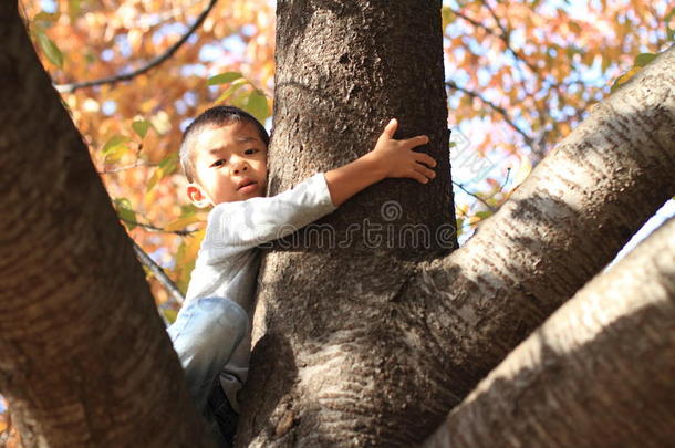 日本男孩<strong>爬树</strong>